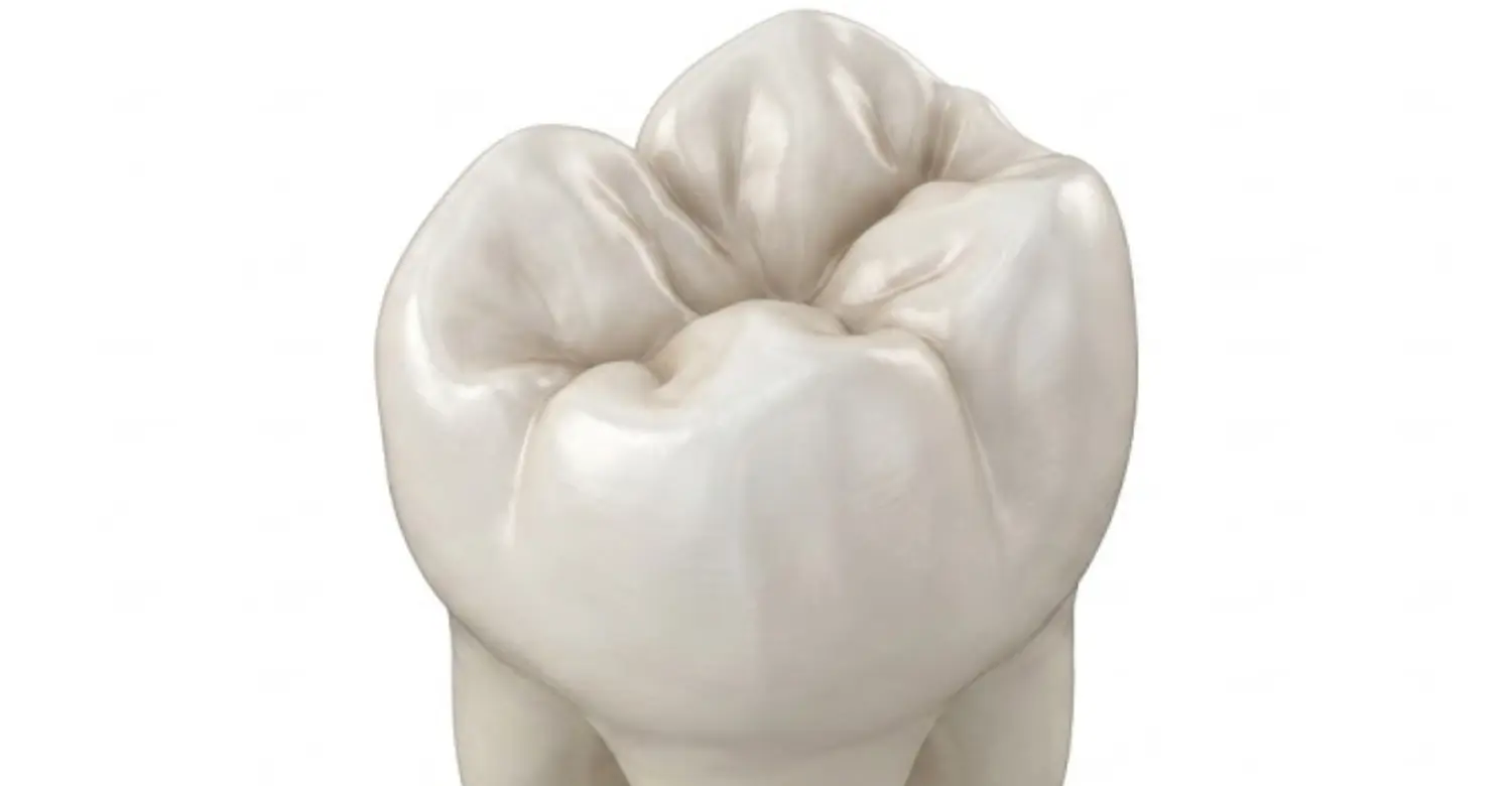 tooth surfaces 2